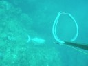 Giant Trevally Speared