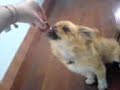 Eating dog