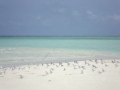 Terns Of Kuramathi Island Sandbar Maldives