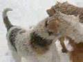 Wft Oddie - 2 dogs