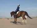 Horatio- Trakehner gelding for sale by Aul Magic