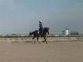 Horatio- Trakehner gelding for sale by Aul Magic