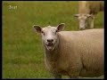 Pannenshow
