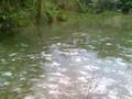Nur Patin Tumpas
