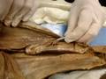 Shark Dissection part 2