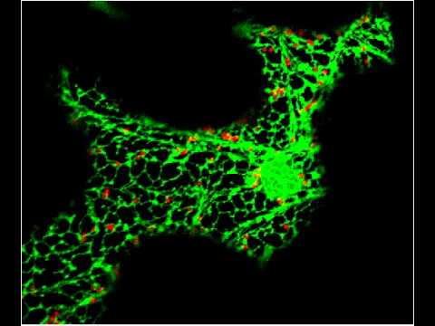 Endoplasmic reticulum and Golgi bodies in a living plant cell