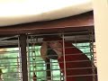 Macaw singing Macaw singing