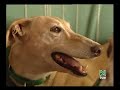 Perros de usar y tirar - Parte 1 Perros de usar y tirar - Parte 1