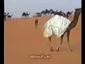 موقع سمان الهرج الشعبي مزاين مزايين الابل ابل بعير ناقه ناقة فحل مجاهيم وضح قصايد قصيده قلطات قلطه شعر اشعار الهاجري القحطاني العتيبي السبيعي اليامي العجمي المري الحربي الدوسري
