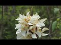 la-alondra-mixteca.html