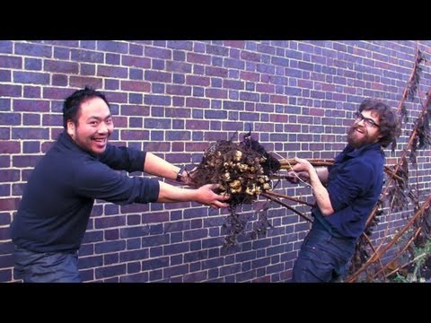 how to harvest and store jerusalem artichokes