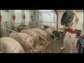 Stimulus - Stimulation of sows