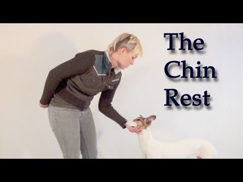 Teaching a Calm Chin Rest – clicker dog training