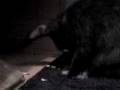 videos de baby bunnies play and clean time