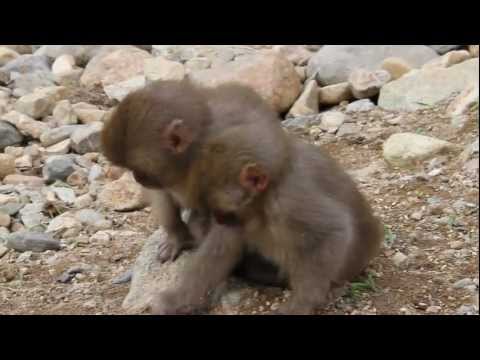 Snow Monkeys