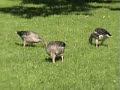 Der Alstersee, von den Hamburgern einfach Alster genannt, ist ein 160 Hektar großer künstlich aufgestauter See mitten in Hamburg.Trendlocation produziert Internetvideos für Unternehmen in Hamburg und in der Metropolregion Hamburg. In unseren Videos stellen wir regionale Geschäfte und Dienstleister in einem dokumentarischen und emotional ansprechenden Stil vor. Wir unterstützen unsere Kunden auch bei der Verbreitung ihrer Videos auf Google, Yahoo!, YouTube und anderen Portalen.Besuchen Sie unsere Website http://www.trendlocation.de
