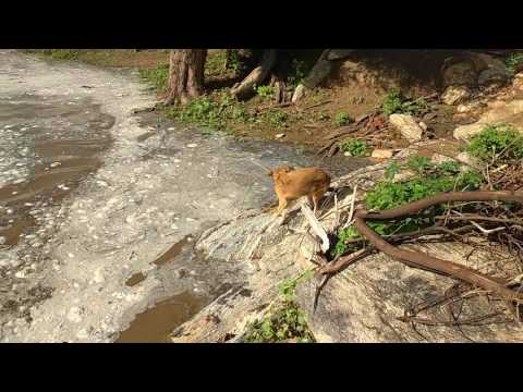 Rio copiti. Enchente dia 13-04-17