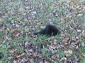 Sasquatch research Part 22