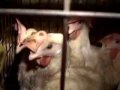 Egg Farm Video Egg Farm Video