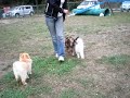 三頭で脚側行進