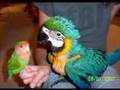My baby blue and gold macaw, Jayda.
