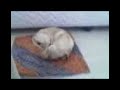 tiny puppy tiny puppy