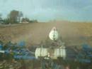 Lefebure.com - Fall 2007 - Anhydrous Ammonia Lefebure.com - Fall 2007 - Anhydrous Ammonia