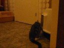 Dogges och Alices f�rsta m�te