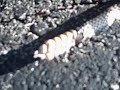 Rattle Snake Rattle Snake