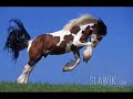 Video de chevaux Video de chevaux