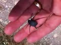 video5.mov Video