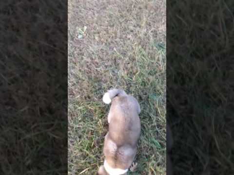 Champ at play loves to run