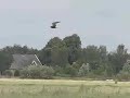 black tern makes a long journey black tern makes a long journey