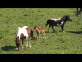 Miniature Horse - Up to a big challenge