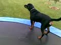 rottweiler barks