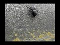 S�sifo
