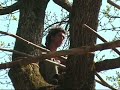 Francis Lalanne d�fend les arbres