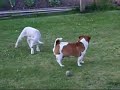 This is Buster, now 3 weeks old. Hasn't he grown! Here he is, doing some crazy jumping around! He's also showing that even though he hasn't seen another sheep since he was two hours old, having been abandoned by his mother, the instinct to put his head down and charge is inbuilt. Poor Fred the Jack Russell puts up with it for a while, before seeing him off! Buster also manages to evade capture, but finally he gets picked up.The music is called 