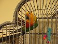 Jenday Conure Breeding Pair