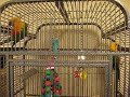 Jenday Conure Breeding Pair