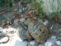 The Turtles II