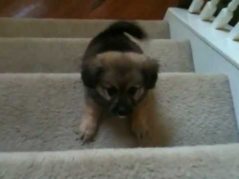 how to cure parvovirus in shih tzu