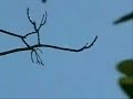 Ufo di luce ripreso a  Dateline 2006  Alabama  2 Dicembre