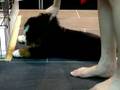 Boyero de Berna video