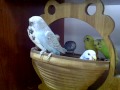 TheBudgieBirds - My Budgies playing