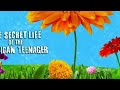 The Secret Life Of The American Teenager Opening Credits