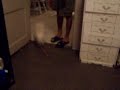 トイプードル動画