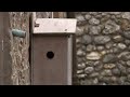 Great Tit Leaving Box
