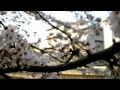 Spring in Monzen Nakacho