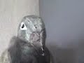 Le Pigeon (La Video La Plus Effrayante de Tout Les Temps)